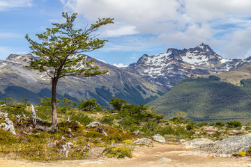 Tree and Snow mountains in Laguna Esmeralda trail