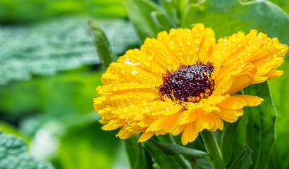A flower of calendula in drops after a rain