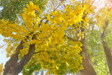 Branches of yellowed maple trees in fall season