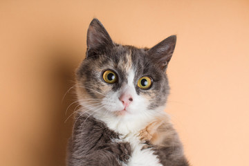 portrait of a funny scared cat, domestic pet on a studio background