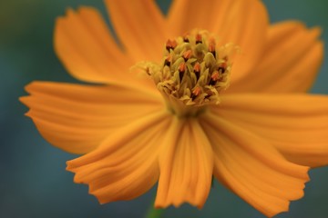 Cosmos flower in the garden 