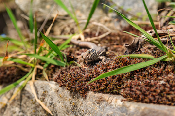 Mauereidechse von vorne