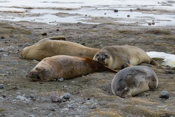 Fototapeta premium Two elephant seals on beach