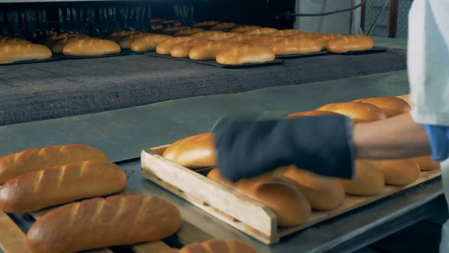A baker in protective gloves is taking baked bread from the conveyor, putting it on wooden pallets and carrying away. 4K.