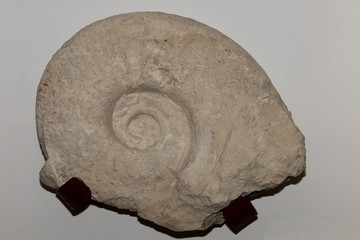 Fossil Ammonite