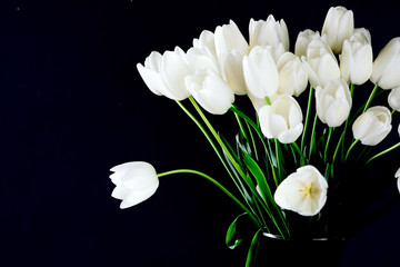 White Tulips on the Dark Background Holiday fresh Bouquet Spring Copy space for Text