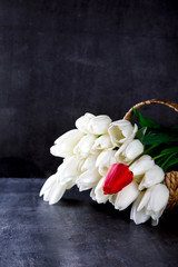 Colorful Tulips on the Dark Background Holiday fresh Bouquet Spring  Red and white.Copy space for Text