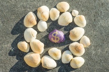 Dollar sign on the shell. Background with clean seashells