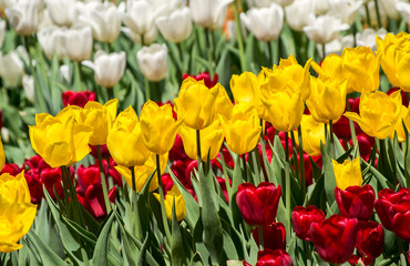 Obraz premium Large flower bed with white, red and yellow tulips in the park