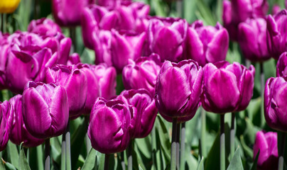 Large flower bed with lilac tulips in the park