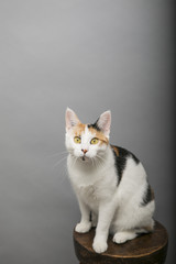 Obraz premium My cat 