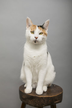 My cat 