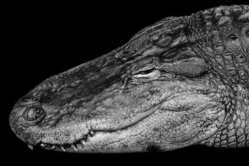 Nachfahre von T-Rex - descendants of T-Rex
