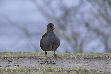 Common moorhen (Gallinula chloropus)