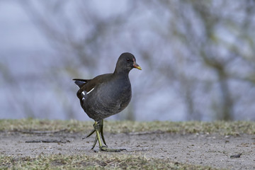Common moorhen (Gallinula chloropus)