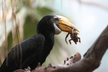 Nashornvogel mit Beute
