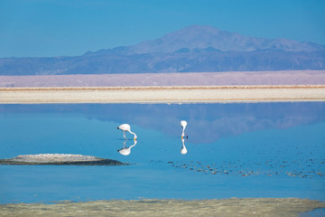 Flamingos in Chaxa lagoon salt lake, Atacama desert, Chile, South America
