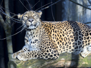 Sri Lanka Leopard, Panthera pardus kotiya, looks around