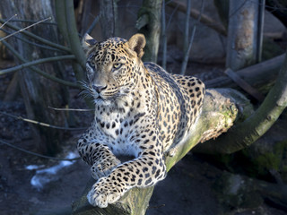 Sri Lanka Leopard, Panthera pardus kotiya, looks around