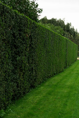 a hedge in the garden