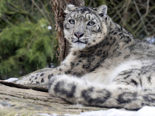 Snow leopard, Uncia uncia watches the surroundings