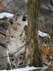 Snow leopard, Uncia uncia watches the surroundings
