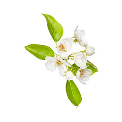 Leaf. Flowers of apple. Green. Spring. Isolated on white background. for your design. An object.