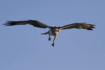 Osprey (Pandion haliaetus)
