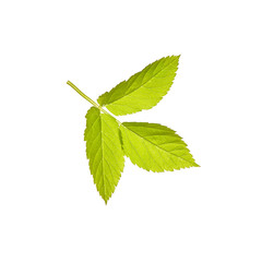 Leaf. Green. Spring. Isolated on white background. for your design. An object.
