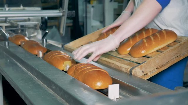 Long loaves of bread are put on the conveyor  and are being packed.