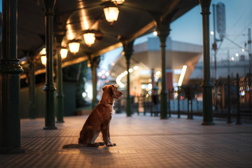 Fototapeta premium Dog on a city street in the night