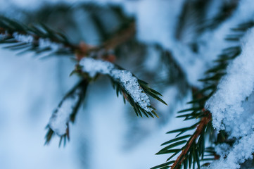 Winter Landscape Harz National Park