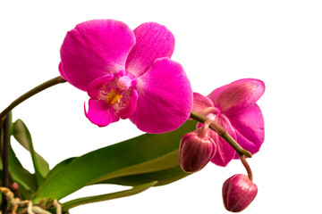 Orchideen isoliert