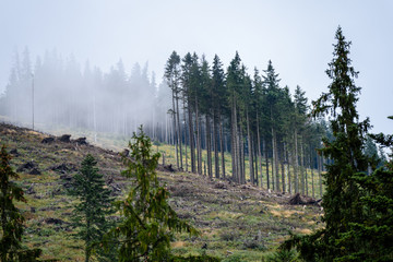 panoramic view of misty forest
