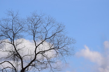 Fototapeta na wymiar Blue Tree