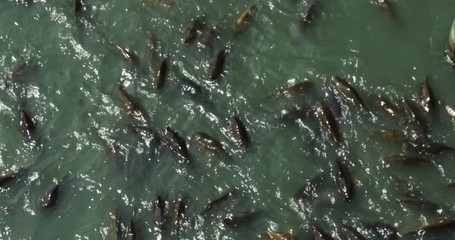 1835 FIsh Feeding Frenzy, 4K