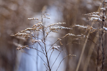 Beautiful sunset over the lake among the reeds