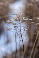 Beautiful sunset over the lake among the reeds