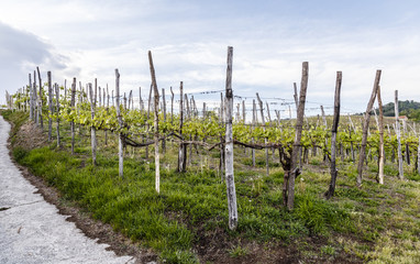 rows of Gattinara