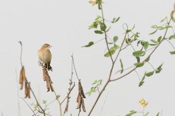 Paddyfield Pipit - Anthus novacseelandiae