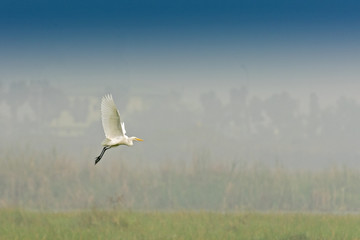 Fototapeta premium Bird - Median Egret , Egretta intermedia