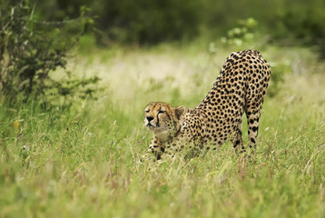Cheetah, Acinonyx jubatus, wet season, Kruger National Park, South Africa
