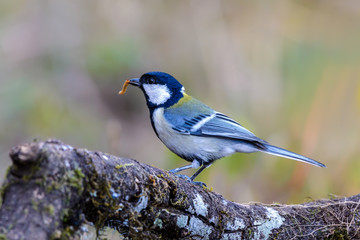 Japanese Tit or Parus minor, beautiful bird eating worm in nature with blur background, Thailand.