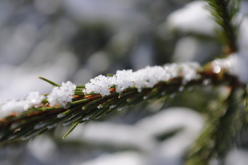 Snowflakes Winter Landscape Harz National Park
