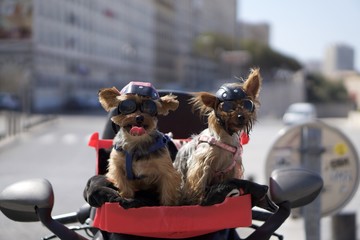 Dog Drivers