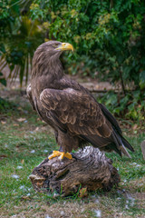 Golden eagle sitting on a branch.