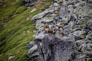 Rupicapra rupicapra, wild goats relaxing on stones in a sunny day