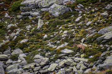 Rupicapra rupicapra walking uphill on stones