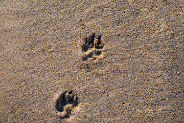 traces of paws and hands on the sand on the waterfront. canine footprints. dog tracks