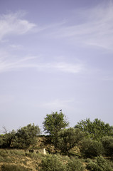 Mountains with skies